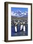 King Penguin Colony-Paul Souders-Framed Photographic Print