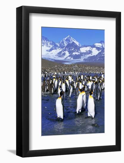 King Penguin Colony-Paul Souders-Framed Photographic Print