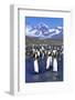 King Penguin Colony-Paul Souders-Framed Photographic Print