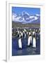 King Penguin Colony-Paul Souders-Framed Photographic Print