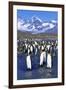 King Penguin Colony-Paul Souders-Framed Photographic Print