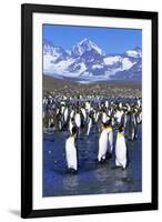 King Penguin Colony-Paul Souders-Framed Photographic Print