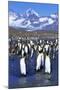 King Penguin Colony-Paul Souders-Mounted Photographic Print