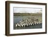 King Penguin Colony-Joe McDonald-Framed Photographic Print