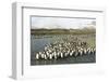 King Penguin Colony-Joe McDonald-Framed Photographic Print