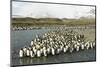 King Penguin Colony-Joe McDonald-Mounted Photographic Print