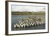 King Penguin Colony-Joe McDonald-Framed Photographic Print