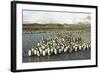 King Penguin Colony-Joe McDonald-Framed Photographic Print