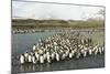 King Penguin Colony-Joe McDonald-Mounted Photographic Print