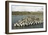 King Penguin Colony-Joe McDonald-Framed Photographic Print