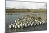 King Penguin Colony-Joe McDonald-Mounted Photographic Print
