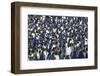 King Penguin Colony-DLILLC-Framed Photographic Print