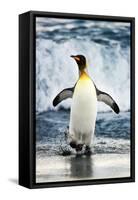 King Penguin Coming Out of the Ocean-Howard Ruby-Framed Stretched Canvas