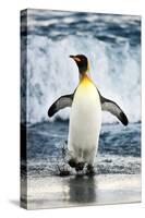 King Penguin Coming Out of the Ocean-Howard Ruby-Stretched Canvas