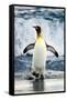 King Penguin Coming Out of the Ocean-Howard Ruby-Framed Stretched Canvas