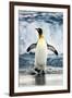 King Penguin Coming Out of the Ocean-Howard Ruby-Framed Premium Photographic Print