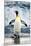 King Penguin Coming Out of the Ocean-Howard Ruby-Mounted Premium Photographic Print