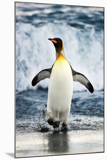 King Penguin Coming Out of the Ocean-Howard Ruby-Mounted Premium Photographic Print