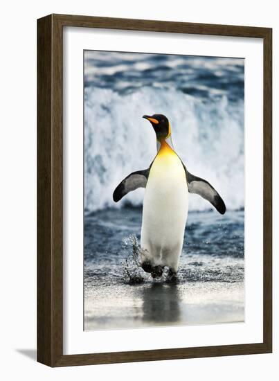 King Penguin Coming Out of the Ocean-Howard Ruby-Framed Photographic Print