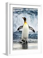 King Penguin Coming Out of the Ocean-Howard Ruby-Framed Photographic Print