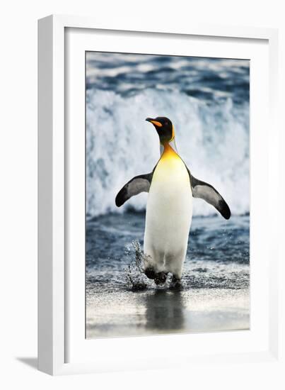 King Penguin Coming Out of the Ocean-Howard Ruby-Framed Photographic Print