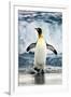 King Penguin Coming Out of the Ocean-Howard Ruby-Framed Photographic Print
