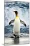 King Penguin Coming Out of the Ocean-Howard Ruby-Mounted Photographic Print