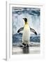 King Penguin Coming Out of the Ocean-Howard Ruby-Framed Photographic Print