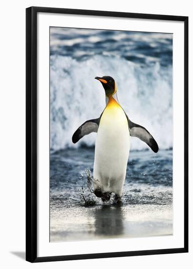 King Penguin Coming Out of the Ocean-Howard Ruby-Framed Photographic Print