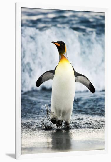 King Penguin Coming Out of the Ocean-Howard Ruby-Framed Photographic Print