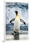 King Penguin Coming Out of the Ocean-Howard Ruby-Framed Photographic Print