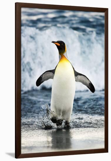 King Penguin Coming Out of the Ocean-Howard Ruby-Framed Photographic Print