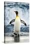 King Penguin Coming Out of the Ocean-Howard Ruby-Stretched Canvas