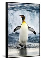 King Penguin Coming Out of the Ocean-Howard Ruby-Framed Stretched Canvas