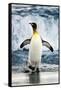 King Penguin Coming Out of the Ocean-Howard Ruby-Framed Stretched Canvas