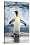 King Penguin Coming Out of the Ocean-Howard Ruby-Stretched Canvas