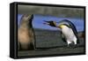 King Penguin Confronting Unconcerned Fur Seal-Paul Souders-Framed Stretched Canvas