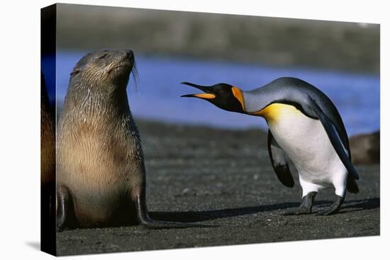 King Penguin Confronting Unconcerned Fur Seal-Paul Souders-Stretched Canvas