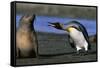 King Penguin Confronting Unconcerned Fur Seal-Paul Souders-Framed Stretched Canvas