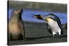 King Penguin Confronting Unconcerned Fur Seal-Paul Souders-Stretched Canvas