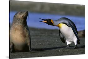 King Penguin Confronting Unconcerned Fur Seal-Paul Souders-Stretched Canvas