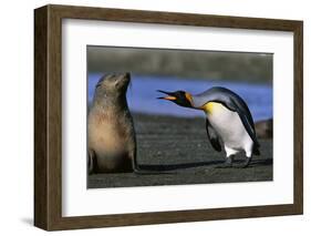 King Penguin Confronting Unconcerned Fur Seal-Paul Souders-Framed Photographic Print