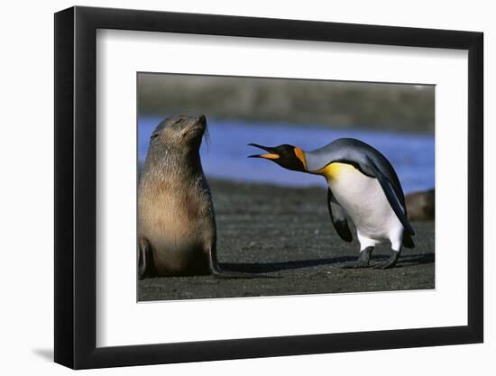 King Penguin Confronting Unconcerned Fur Seal-Paul Souders-Framed Photographic Print