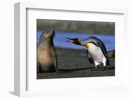 King Penguin Confronting Unconcerned Fur Seal-Paul Souders-Framed Photographic Print