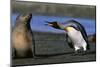 King Penguin Confronting Unconcerned Fur Seal-Paul Souders-Mounted Photographic Print