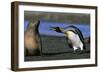 King Penguin Confronting Unconcerned Fur Seal-Paul Souders-Framed Photographic Print