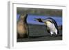 King Penguin Confronting Unconcerned Fur Seal-Paul Souders-Framed Photographic Print