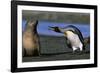 King Penguin Confronting Unconcerned Fur Seal-Paul Souders-Framed Photographic Print