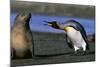 King Penguin Confronting Unconcerned Fur Seal-Paul Souders-Mounted Photographic Print