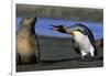 King Penguin Confronting Unconcerned Fur Seal-Paul Souders-Framed Photographic Print